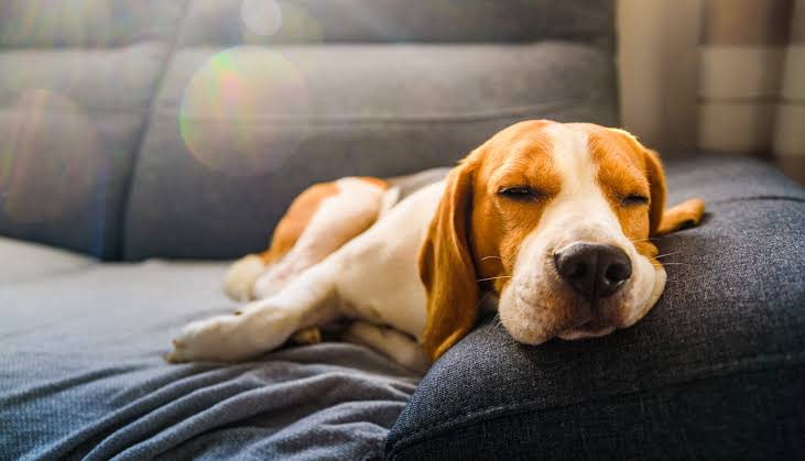 What is the best fabric for pets?